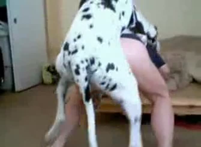 Video :Dalmatian dog xxx fucking a sexy babe